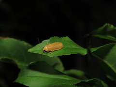 Danielithosia immaculata