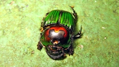 Phanaeus splendidulus