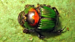 Phanaeus splendidulus