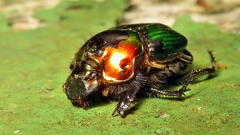 Phanaeus splendidulus