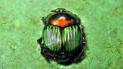 Phanaeus splendidulus