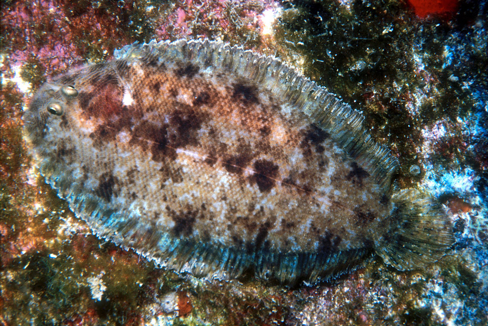 Therese's Sole
