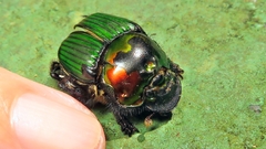 Phanaeus splendidulus