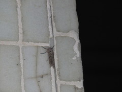 Polyphagozerra coffeae