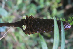 Guzmania coriostachya
