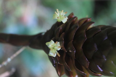 Guzmania coriostachya