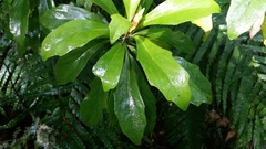 Brachyglottis kirkii