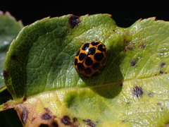 Large spotted ladybird