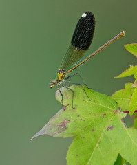Calopteryx splendens amasina