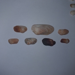 Barbatia barbata