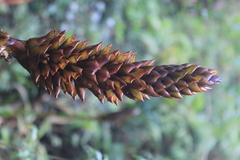 Guzmania coriostachya