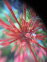 Embothrium coccineum