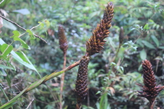 Guzmania coriostachya