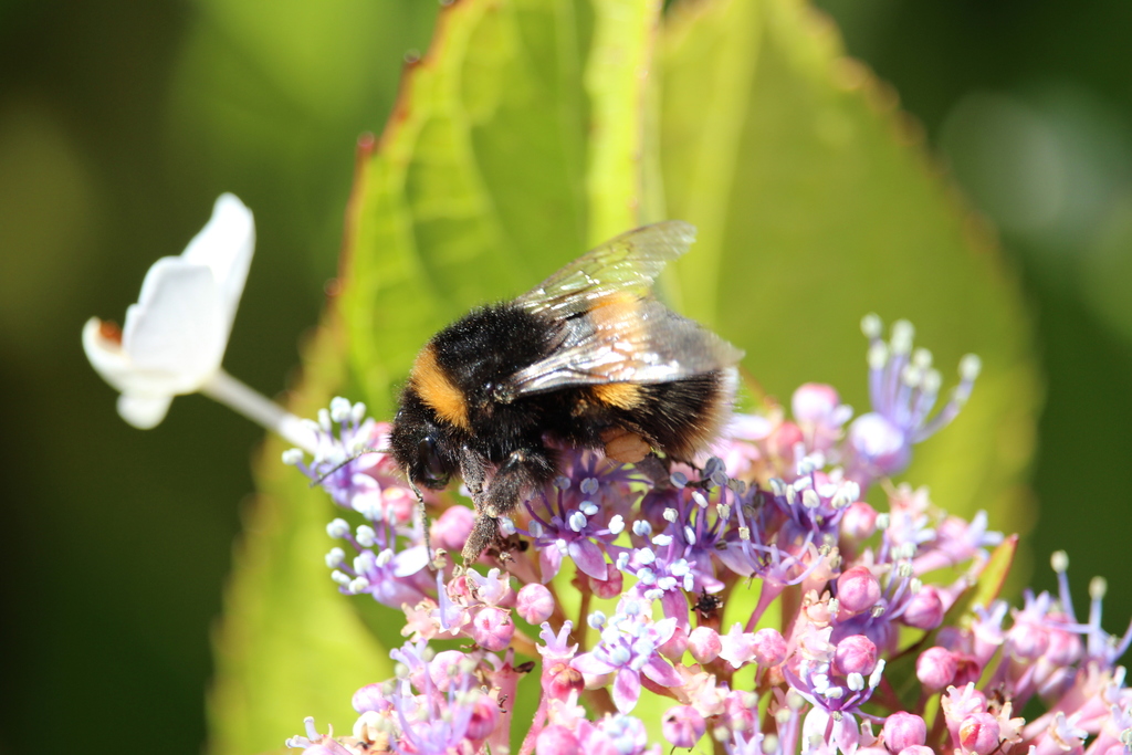 Buff-tailed Bumble Bee (bombus Terrestris) - Tomahawk, Tasmania