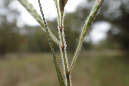 Dichanthium aristatum