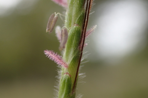 Dichanthium aristatum