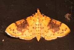 Conogethes semifascialis