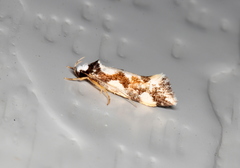 Machetis aphrobola
