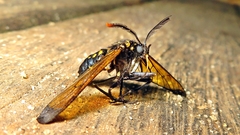 Isanthrene incendiaria
