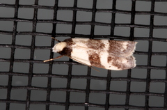 Eulechria triferella