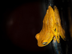 Raorchestes luteolus