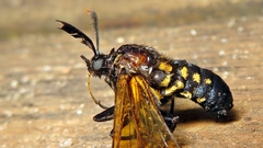 Isanthrene incendiaria