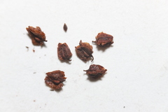 Rumex triangulivalvis