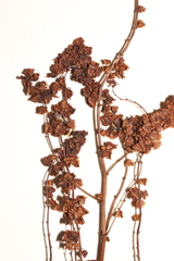 Rumex triangulivalvis