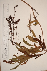 Rumex triangulivalvis