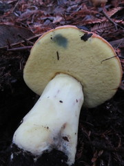 Butyriboletus querciregius