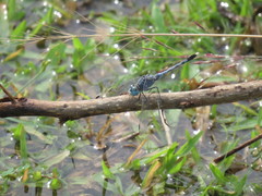 Diplacodes trivialis