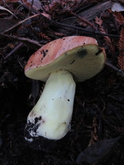 Butyriboletus querciregius