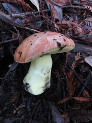 Butyriboletus querciregius