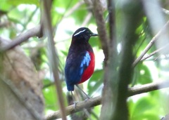 Erythropitta ussheri