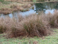 Juncus effusus pacificus