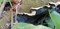 Auricularia mesenterica