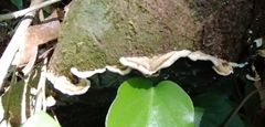 Auricularia mesenterica