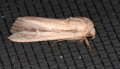 Leucania stenographa