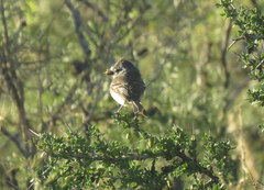 Serpophaga griseicapilla