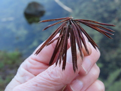 Lotus uliginosus