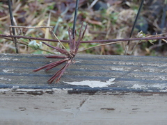 Lotus uliginosus