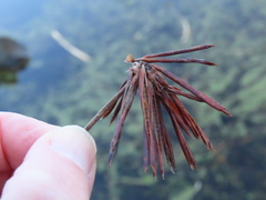 Lotus uliginosus