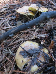 Suillus pseudobrevipes