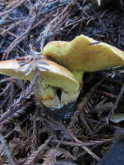 Suillus pseudobrevipes