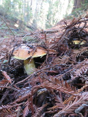 Suillus pseudobrevipes