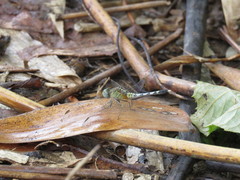 Diplacodes trivialis