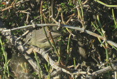 Stigmatura budytoides