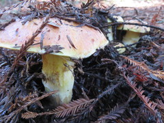 Suillus pseudobrevipes