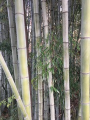 Phyllostachys nigra henonis