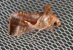 Chrysodeixis subsidens